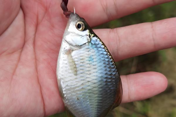 1号袖钩用几号子线合适,一般搭配0.4号子线