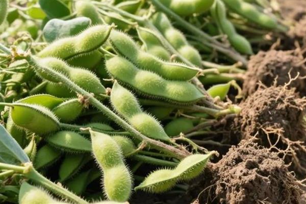 毛豆和青豆有什么区别,概念、颜色都不同