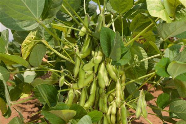 毛豆和青豆有什么区别,概念、颜色都不同