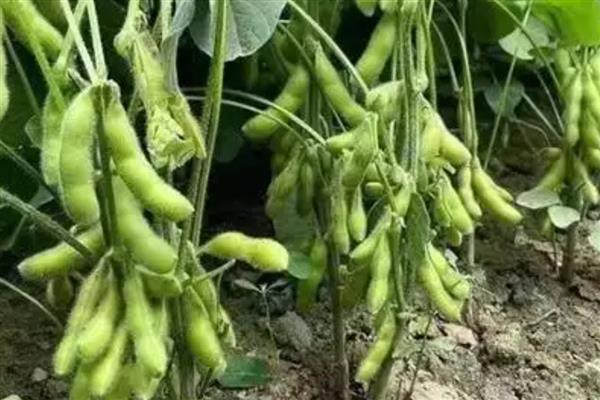 毛豆和青豆有什么区别,概念、颜色都不同