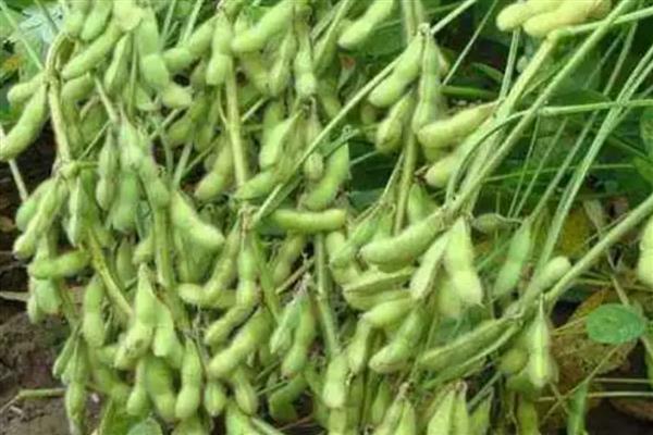 毛豆和青豆有什么区别,概念、颜色都不同