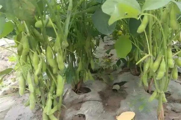 毛豆和青豆有什么区别,概念、颜色都不同