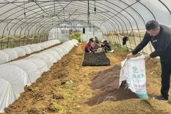 新建大棚土壤缺乏有机质怎么处理，需增施生物菌肥