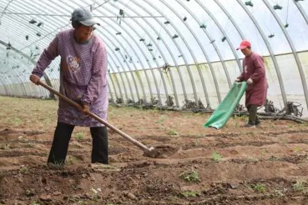 新建大棚土壤缺乏有机质怎么处理，需增施生物菌肥