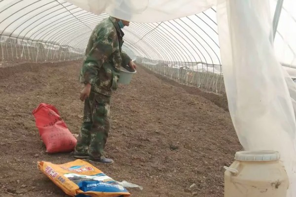 新建大棚土壤缺乏有机质怎么处理，需增施生物菌肥