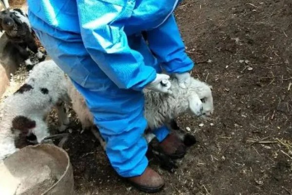 刚出生的小羊感冒了如何处理，转移到18-20℃的地方养护