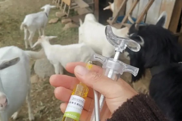 刚出生的小羊感冒了如何处理，转移到18-20℃的地方养护