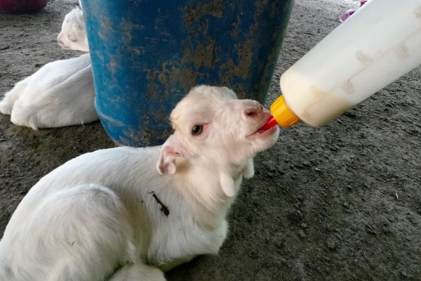 刚出生的小羊感冒了如何处理，转移到18-20℃的地方养护