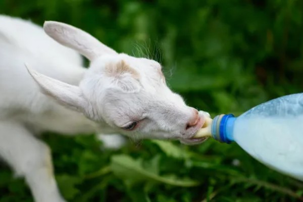 刚出生的小羊感冒了如何处理，转移到18-20℃的地方养护