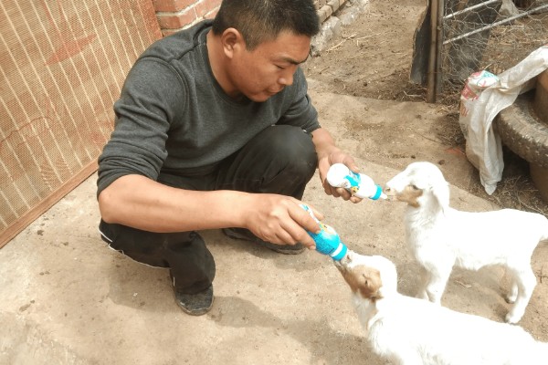 刚出生的小羊感冒了如何处理，转移到18-20℃的地方养护