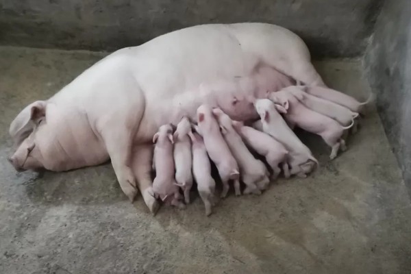 母猪怎样用红糖催乳,将红糖和白酒搅匀加入饲料饲喂