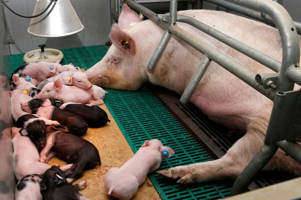 母猪怎样用红糖催乳,将红糖和白酒搅匀加入饲料饲喂