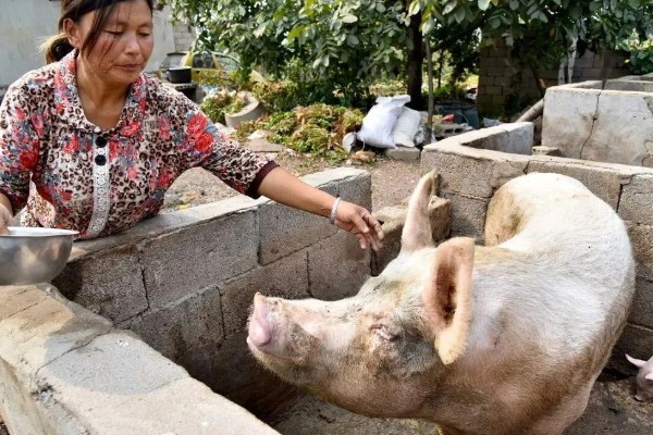 母猪怎样用红糖催乳,将红糖和白酒搅匀加入饲料饲喂