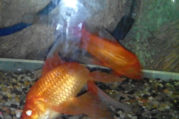 金鱼区分公母的方法,进入繁殖期的母鱼腹部微鼓