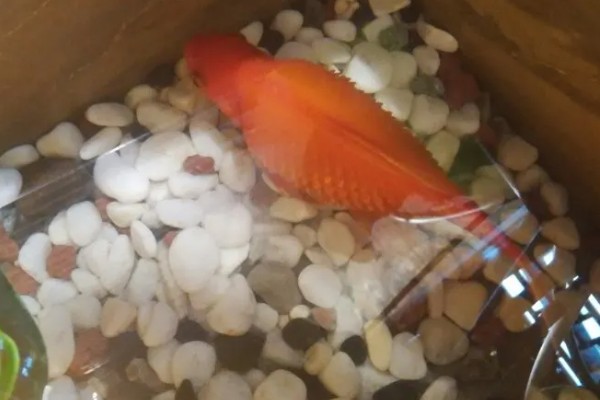 金鱼区分公母的方法,进入繁殖期的母鱼腹部微鼓