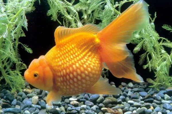 金鱼区分公母的方法,进入繁殖期的母鱼腹部微鼓