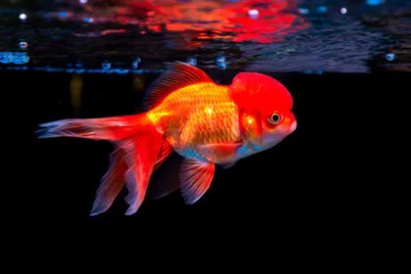 金鱼区分公母的方法,进入繁殖期的母鱼腹部微鼓