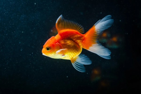 金鱼区分公母的方法,进入繁殖期的母鱼腹部微鼓