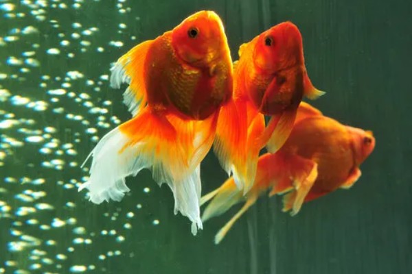 金鱼区分公母的方法,进入繁殖期的母鱼腹部微鼓