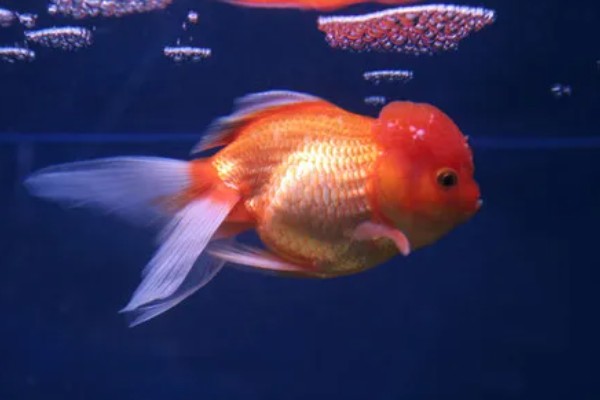 金鱼区分公母的方法,进入繁殖期的母鱼腹部微鼓