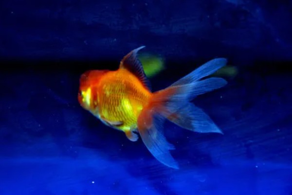 金鱼区分公母的方法,进入繁殖期的母鱼腹部微鼓