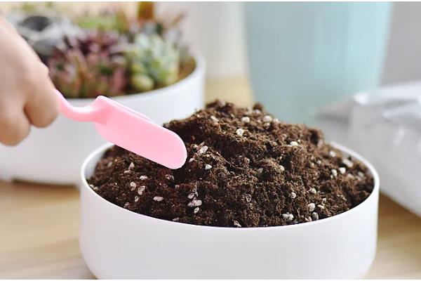 如何栽培砍下来的多肉，用生根溶液浸泡并晾干后再种植