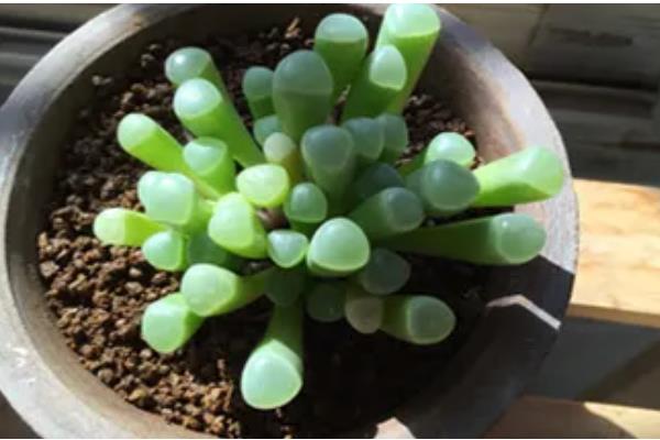 如何栽培砍下来的多肉，用生根溶液浸泡并晾干后再种植