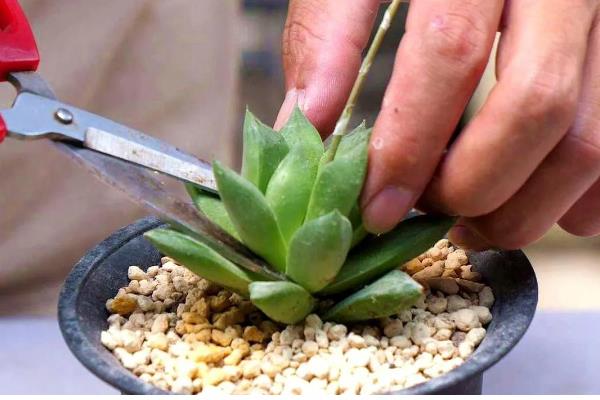 如何栽培砍下来的多肉，用生根溶液浸泡并晾干后再种植