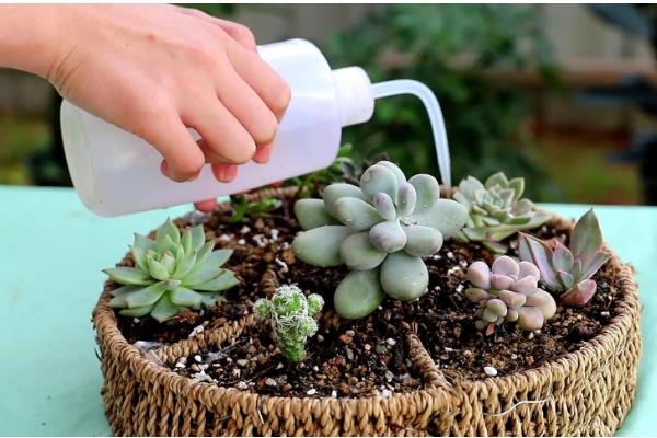 如何栽培砍下来的多肉，用生根溶液浸泡并晾干后再种植