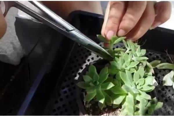 如何栽培砍下来的多肉，用生根溶液浸泡并晾干后再种植