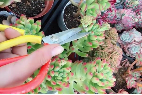 如何栽培砍下来的多肉，用生根溶液浸泡并晾干后再种植