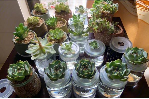 如何栽培砍下来的多肉，用生根溶液浸泡并晾干后再种植