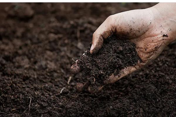 红豆杉如何种植，种植在黄壤土中为佳