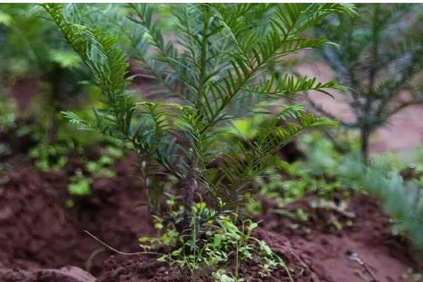 红豆杉如何种植，种植在黄壤土中为佳