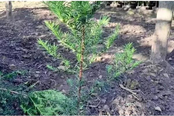 红豆杉如何种植，种植在黄壤土中为佳