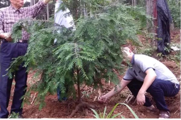 红豆杉如何种植，种植在黄壤土中为佳
