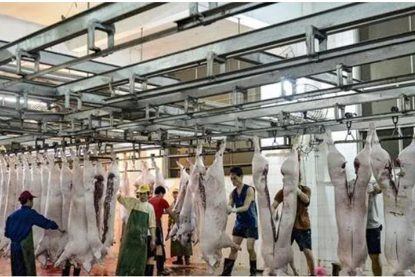 屠宰场的利润大不大,生猪屠宰场的利润率为3-5%