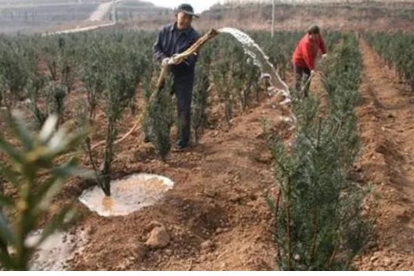 红豆杉如何种植，种植在黄壤土中为佳