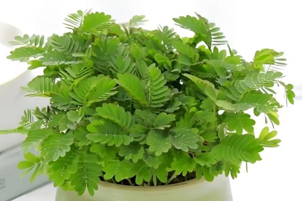 含羞草如何养殖，要选择肥沃的土壤进行种植