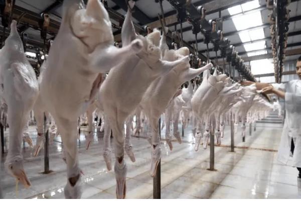 屠宰场的利润大不大,生猪屠宰场的利润率为3-5%