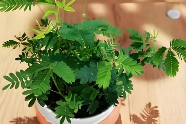 含羞草如何养殖，要选择肥沃的土壤进行种植