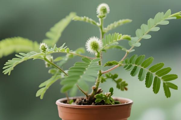 含羞草如何养殖，要选择肥沃的土壤进行种植