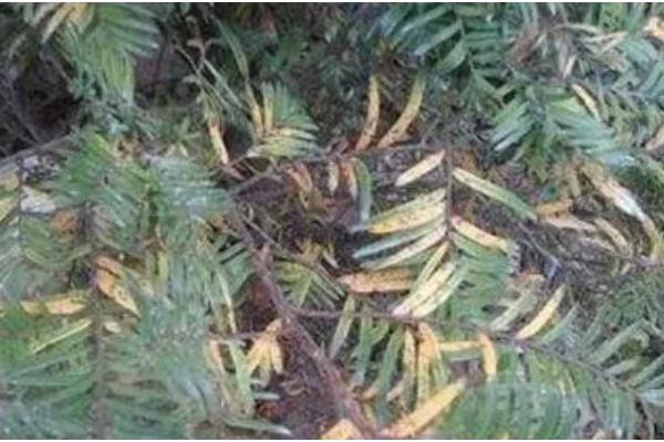 红豆杉如何种植，种植在黄壤土中为佳