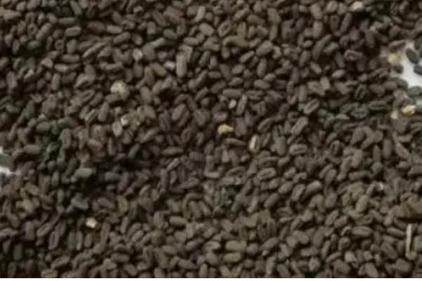 长春花怎么繁殖，撒播种子并覆盖细土