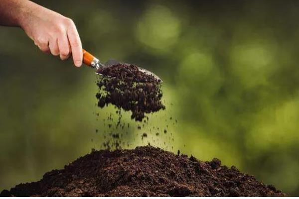 长春花怎么繁殖，撒播种子并覆盖细土