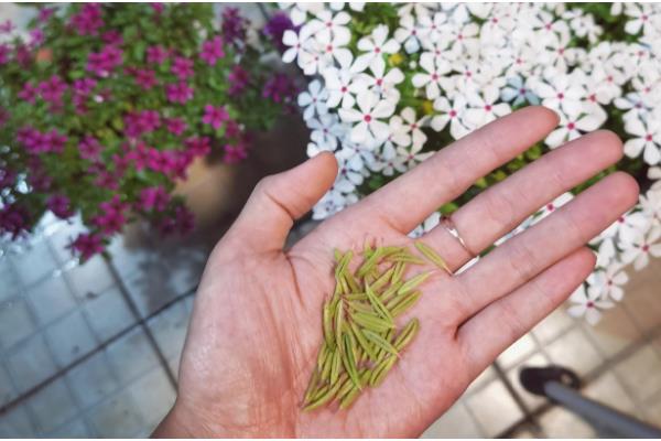 长春花怎么繁殖，撒播种子并覆盖细土