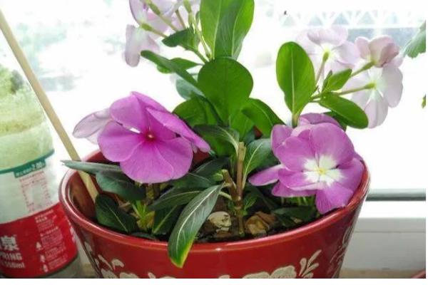 长春花怎么繁殖，撒播种子并覆盖细土