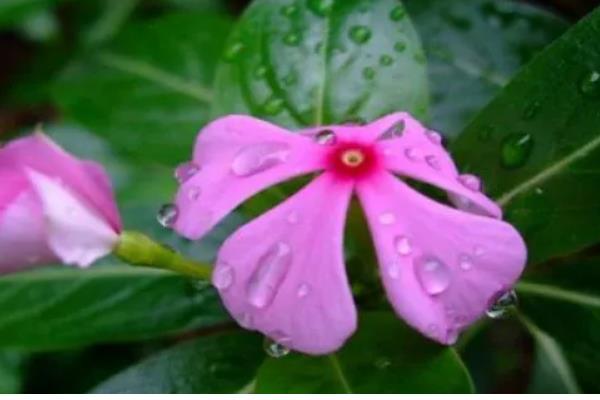 长春花怎么繁殖，撒播种子并覆盖细土