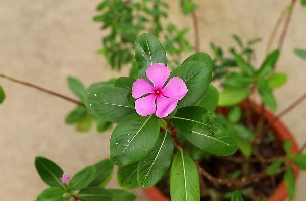 长春花怎么繁殖，撒播种子并覆盖细土