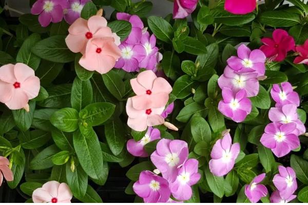 长春花怎么繁殖，撒播种子并覆盖细土